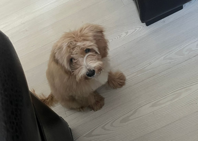 5 AYLIK MALTIPOO ( EĞİTİMLİ)